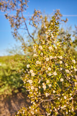 Golden Hour Blossoms: White Flowering Shrub Close-Up
