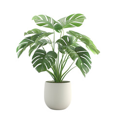 3D Monstera Plant in Pot Isolated On transparent Background