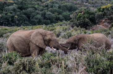 Naklejka na ściany i meble elephants in the wild, Addo elephant national park, south africa