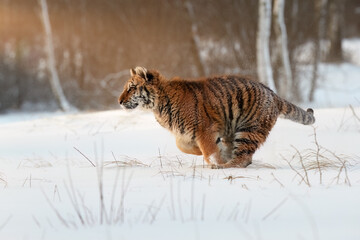 Siberian tiger, Panthera tigris altaica, young male running in deep snow illuminated by the setting sun. Tiger in natural taiga environment, freezing cold. Blue-orange colors, low angle shot. Big cat.