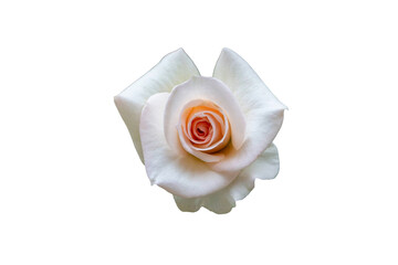 Fresh beautiful white pink rose  Isolated transparent png