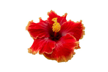 red orange hibiscus flower isolated transparent png