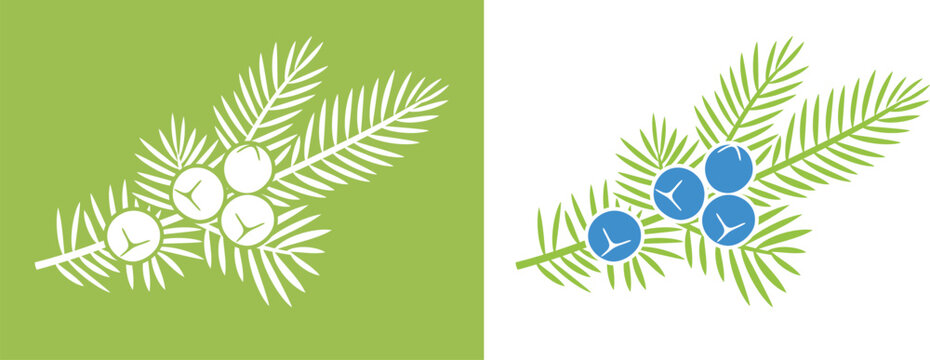 Juniper berries logo. Isolated Juniper berries on white background