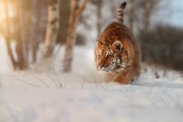 Siberian tiger, Panthera tigris altaica, young male running in deep snow illuminated by the setting sun. Tiger in natural taiga environment, freezing cold. Blue-orange colors, low angle shot.