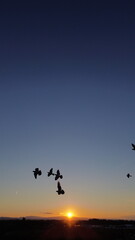 Birds in front of a sunset 