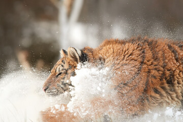 Siberian tiger, Panthera tigris altaica, side portrait, young male in deep snow illuminated by...