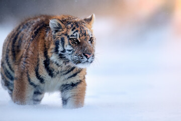 Siberian tiger, Panthera tigris altaica, a young male in a blizzard, walking in deep snow illuminated by the setting sun. Tiger in natural taiga environment, freezing cold. Pink-blue-orange colors.