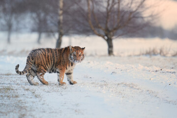 Siberian tiger, Panthera tigris altaica, young male crossing snowy country road looking into camera. Birch trees and freezing cold. Blue-orange colors, low angle shot. 