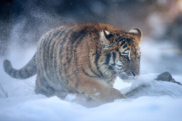 Siberian tiger, Panthera tigris altaica, a young male in a blizzard, walking in deep snow illuminated by the setting sun. Tiger in natural taiga environment, freezing cold. Pink-blue-orange colors.