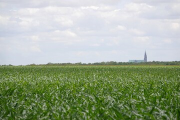 Fototapeta na wymiar Un champ de maïs en période de croissance près de Chartres