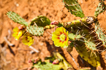 Vibrant Yellow Cactus Flower in Desert, Eye-Level View