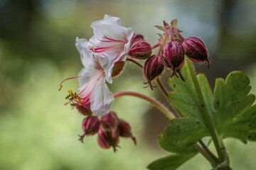 Nahaufnahme von einer Balkan-Storchschnabel Blume und Bl&uuml;ten in einem Steingarten, Deutschland