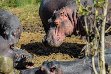 Hippopotamus on side of the river, st Lucia Estuary, iSimangaliso wetlands, KwaZulu Natal, South Africa