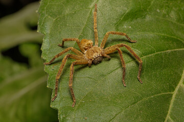 Fishing spider (Ctenidae Ancylometes sp)on a leaf.