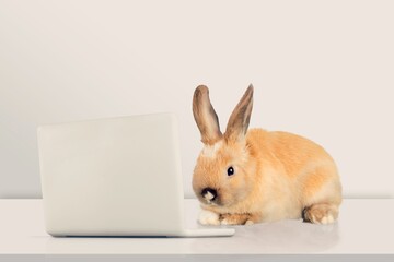 Baby brown cute smart rabbit with laptop.