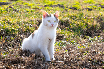 Naklejka na ściany i meble A white spotted cat sits in the garden on dry grass on a sunny day