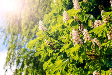 Chestnut tree with green leaves and white flowers on a background of blue sky with white clouds