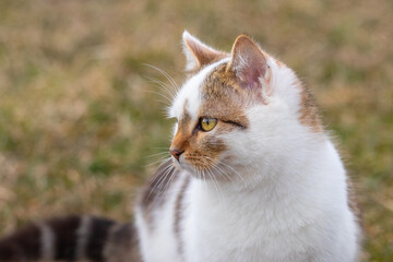 Portrait of a white spotted cat in profile in the garden on a blurred background