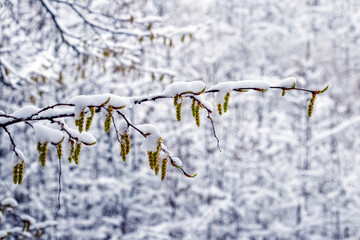 Snow-covered tree branch with earrings during the spring cooling