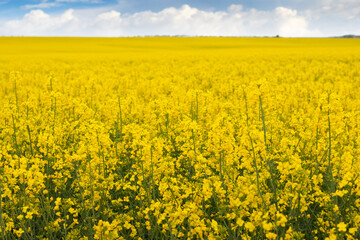 Obraz premium Rapeseed flowers, yellow rapeseed flowers in field with blue sky and white curly clouds