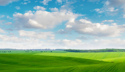 Green field with forest in the distance and picturesque cloudy sky in sunny weather