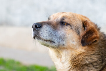 Close-up profile portrait of a dog with an attentive look