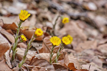 Coltsfoot flowers (Tussilago farfara) close up among last year's dry leaves. Beautiful first spring seasonal yellow flowers on early spring forest - obrazy, fototapety, plakaty