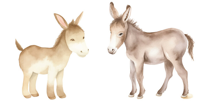 watercolor of donkey vector illustration © Finkha