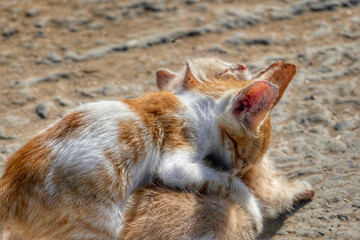 Portrait of an adorable street kittens in Morocco