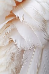 Feathers of a white bird close-up. Macro.