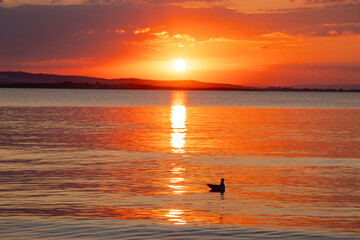 Landscape with a beautiful sunset on the Black sea in Bulgaria. A seagull bird silhouette shadow in the water.