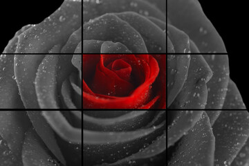 collage black and white and red rose close up