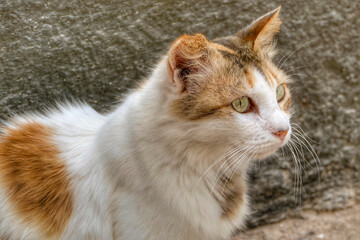 Portrait of an adorable street cat in Morocco