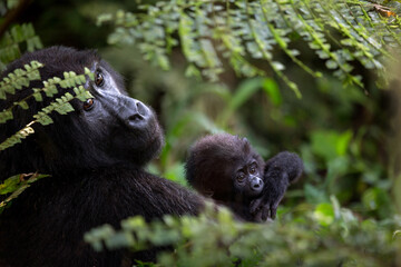 Gorilla Mother and Baby 4067 4064ps © George Erwin Turner