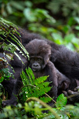 Fototapeta premium Gorilla Mother and Baby Bwindi Impenetrable Forest National Park Uganda 4178
