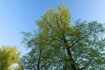 Obraz premium deciduous trees with green foliage in the spring season