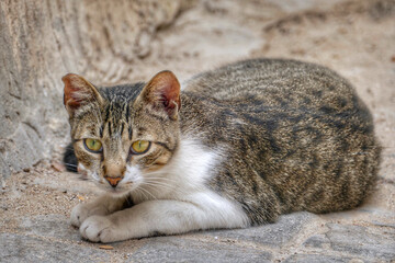 Portrait of an adorable street cat in Morocco