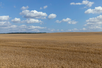 a field with golden spikelets of ripe wheat in the summer