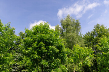 Obraz premium beautiful foliage of trees in a mixed forest with green foliage