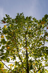 The yellowing foliage of the tulip tree in the autumn season