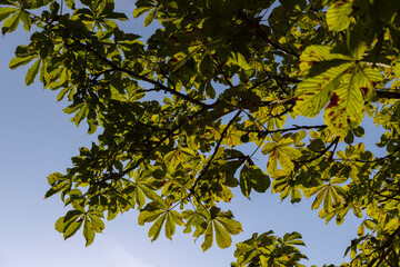 Deciduous trees with green foliage in summer