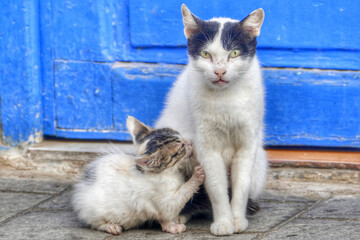 Portrait of an adorable street cat and kitten in Morocco