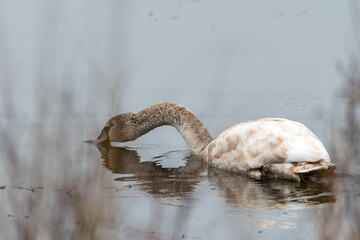 cygne juvénile, cou allongé