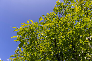green foliage and new walnut fruits in spring