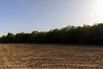 a growing monoculture of sweet corn in sunny weather