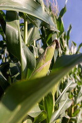 Obraz premium green corn with large ears before ripening