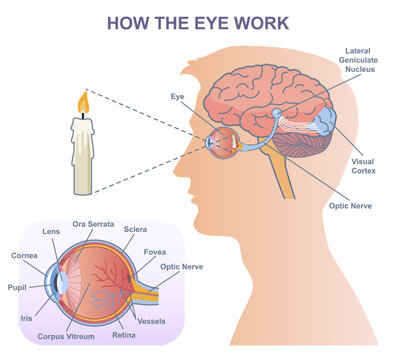 Medical vector diagram of eye work