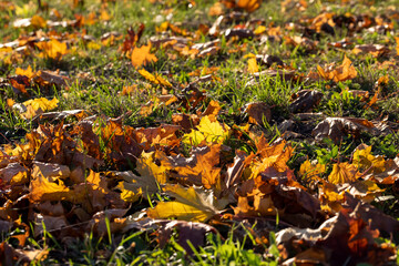Yellowing maple foliage in the autumn season