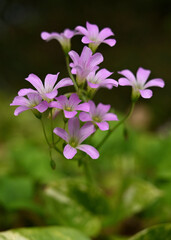 Dainty, pink Shamrock flowers with bokeh