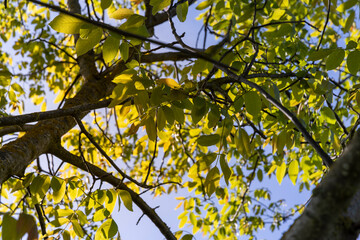 yellow-green walnut foliage in a fruit garden